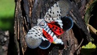 Residents asked to report lanternfly sightings as invasive species spreads through Mass.