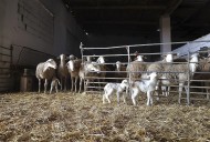 Detectan nuevos focos de lengua azul en Asturias, Castilla y León, País Vasco, La Rioja y Andalucía