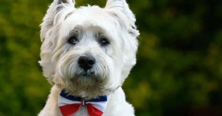 Cómo cuidar a tu mascota en Fiestas Patrias: Qué alimentos no deben consumir, cómo evitar el estrés y viajar seguros