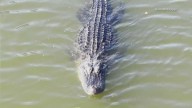 Large alligator spotted in Bayou St. John sparks conversation among locals