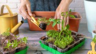 9 Plants That Are Always Worth Buying As Seedlings