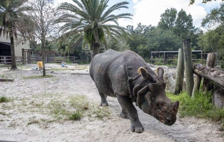 Central Florida Zoo's endangered rhino PJ moving to Buffalo