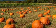 Gourd times await: 9 pumpkin patches to visit in Alabama this fall