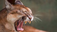 Puma estaría atacando a todo el ganado en una vereda de Sonsón, Antioquia; autoridades piden no agredirlo