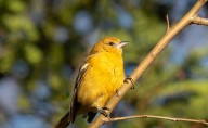 Safe landing for Baltimore’s birds