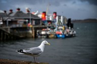 Holyrood's bizarre seagull obsession