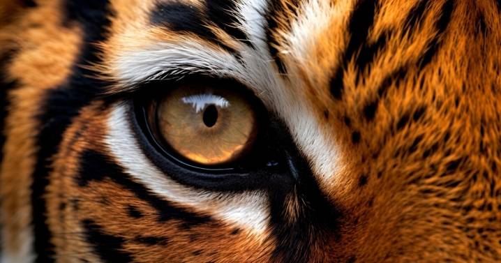 Tiger kills caretaker at Oklahoma animal preserve