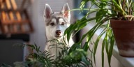 Cómo los perros pueden detectar a las personas tóxicas