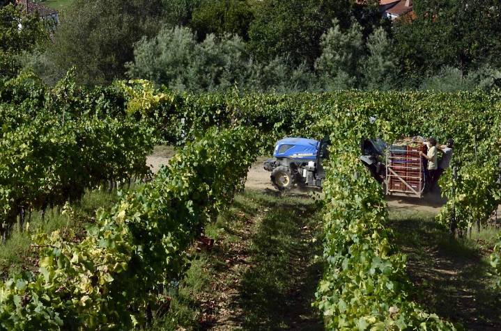 Baja el volumen de vendimia: un 15% inferior y lejos de los 40 millones de hectolitros