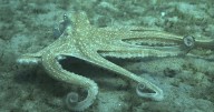 How to use 8 arms? Octopuses tend to explore with their front limbs