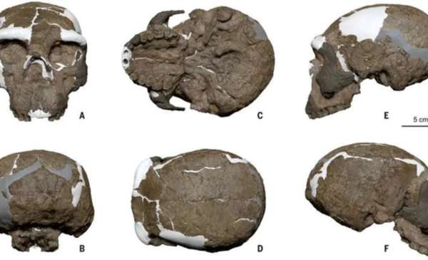 Hallan en China un cráneo de hace un millón de años que reescribe la cronología de evolución humana