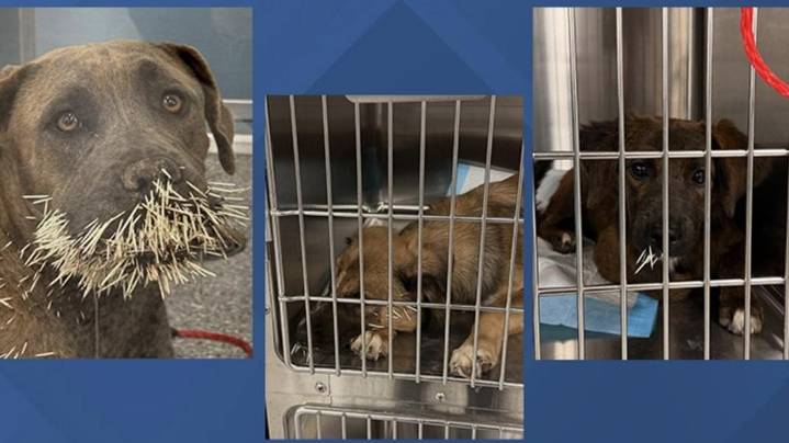 Kerrville rescue seeks help for injured dogs