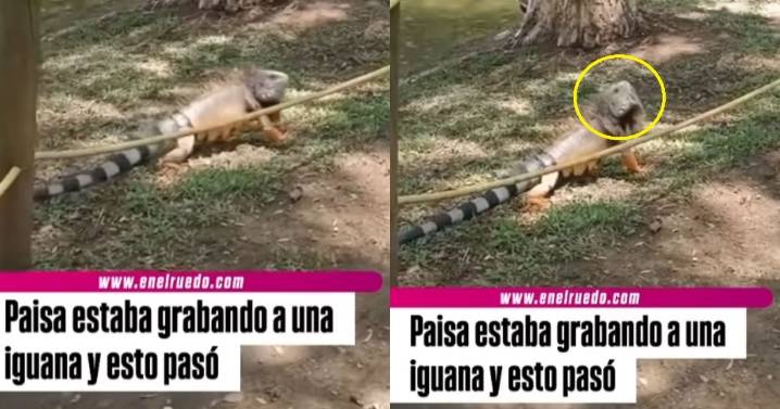 “¿Señora iguana, es cierto que en las tardes tomaba café?”: joven ‘entrevista’ a una iguana y el momento arrasa en redes