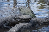 Estos son los cinco ríos más infestados de caimanes en Florida: en el estado habitan 1,3 millones de estos réptiles