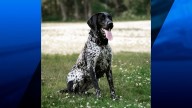 Pawtucket Police welcomes new K9 to department