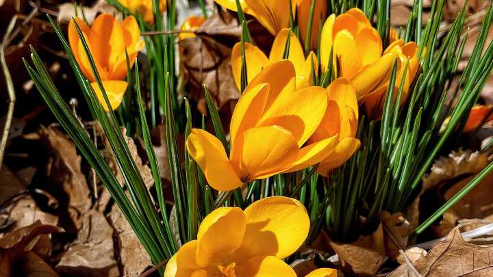 ¿Por qué regalar flores amarillas en septiembre? Esta es la razón y su profundo significado