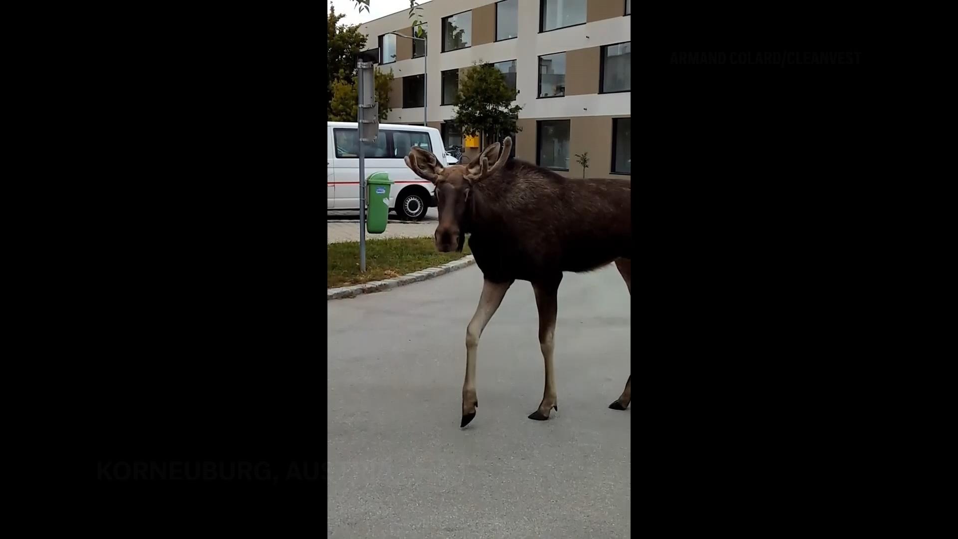 The adventures of Emil the moose keep a corner of Austria on its toes