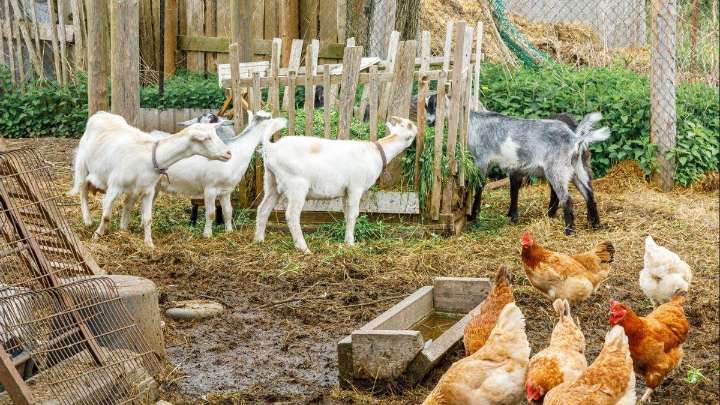 Los animales salvajes son cada vez más pequeños y los domésticos, más grandes: este es el motivo
