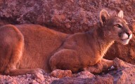 Niña de 11 años es atacada por un puma en el Parque Pumalín en Chaitén