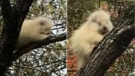 Maine Family Spots A Rare Albino Creature Hiding In The Trees And It Leaves Them In Awe