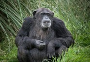 Chimpancés podrían explicar nuestra afición al alcohol