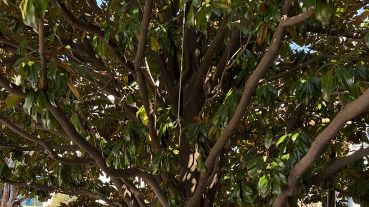 Rope found hanging from tree outside Black history museum in Atlanta; Workers say ‘inference is there’