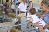 Cancelado el concurso subasta de la raza ovina segureña en Huéscar por prevención ante la lengua azul