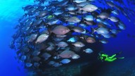 El reino del capitán Nemo