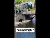 Surprise encounter with a black bear