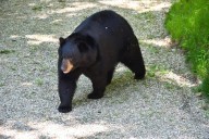 Cairo man hospitalized after black bear attack
