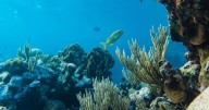 Tratado de Alta Mar: El acuerdo histórico que se convierte en ley para salvar los océanos