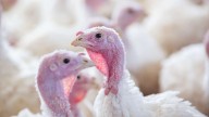 Nearly 35,000 turkeys killed off at central Utah facility as bird flu returns