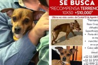 Ofrecen terreno y 10 mil pesos en Conkal por perro chihuahua perdido