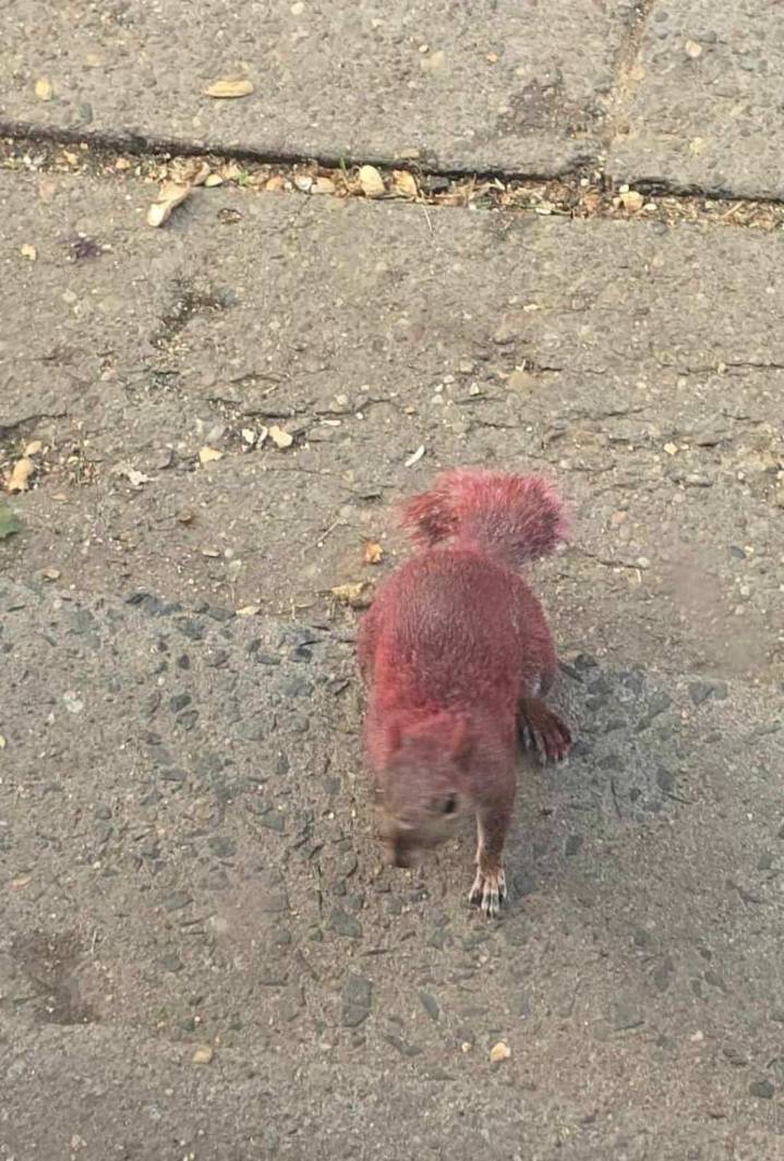 Animal control investigating painted squirrels in East Hartford