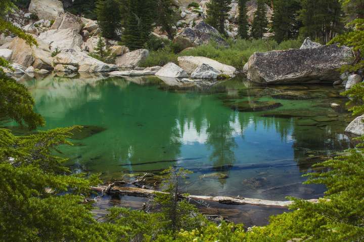 Yosemite's Ecosystem Has Been Rebooted Thanks To One Adorable Animal
