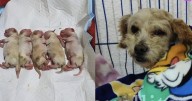 Cereza, la perrita embarazada que sobrevivió a la explosión en Iztapalapa, lucha por su vida junto a sus bebés
