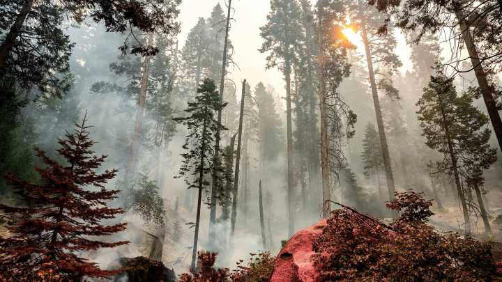 Grove of giant sequoia trees burns in California's Sierra National Forest