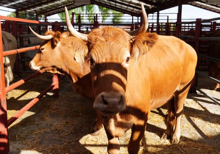 Menos vacas que un año antes