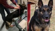 Maryland Dog Gives Birth Days After Being Abandoned, Then Watches Her Puppies Leave Without Her