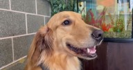 New therapy dog Carter joins Saint Vincent's Villa to help children after Carmen's retirement
