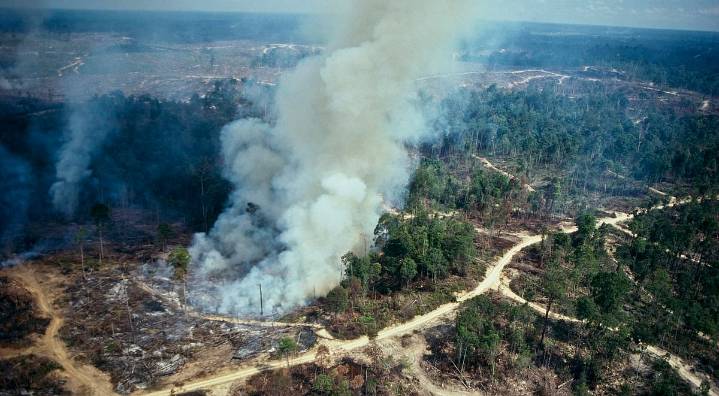Anthropogenic activities caused fragmentation of nearly 80 per cent of tropical forests in the last two decades: Report