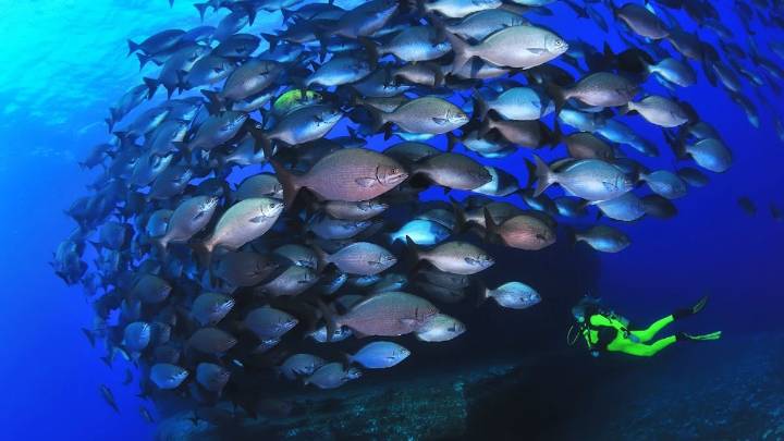 El reino del capitán Nemo