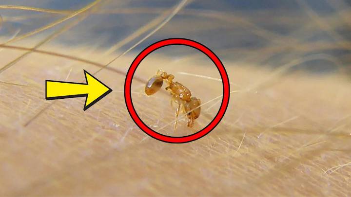 Warming climate could unleash harmful invasive species from Canada’s greenhouses