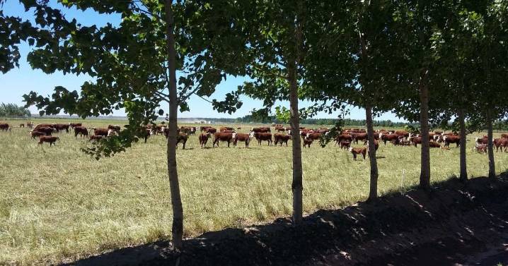 La ganadería regenerativa y buenas prácticas ganaderas en la Patagonia