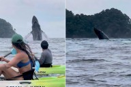 Kayakers in Awe After Close Call with Breaching Whale and Her Calf