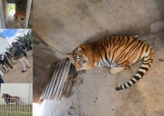 Leones asegurados por la PGJEH en Pachuca, son legales asegura propietaria