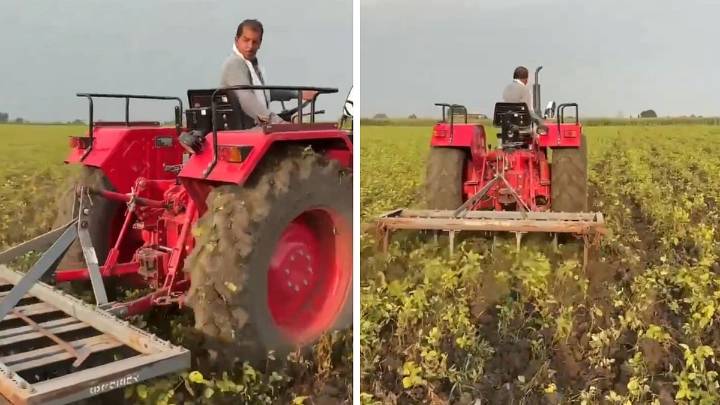 MP News: Distressed Soybean Farmers Runs Tractor Over Standing Crop In Sehore, Say Harvesting Cost Overpowered Selling Price In Mandi; VIDEO