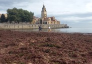La playa de San Lorenzo de Gijón, invadida por toneladas de ocle