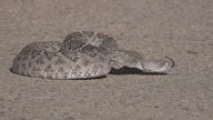 Arizona resident recovering after bitten twice by rattlesnake