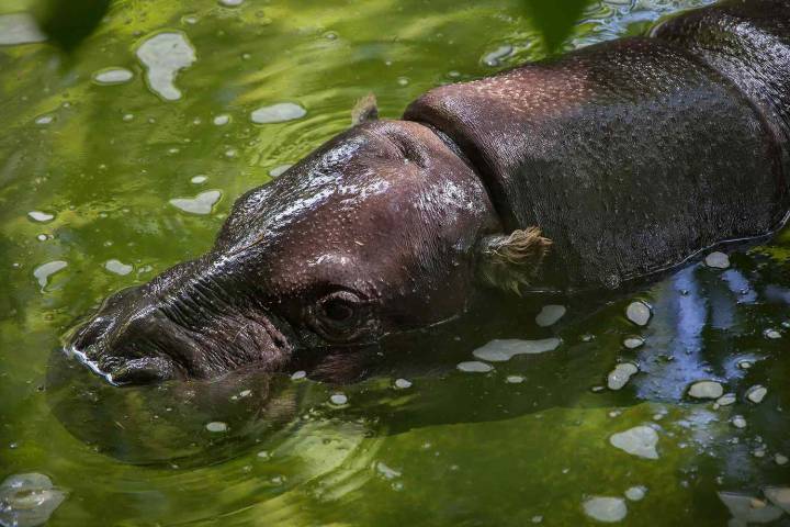 Hippo Capsizes Boat, Leaving 11 Missing — Including Children and a Baby